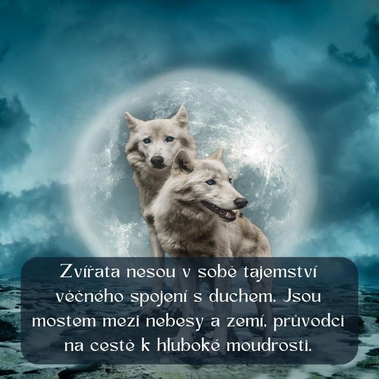 Animal wisdom